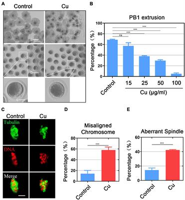 Exposure to Copper Compromises the Maturational Competency of Porcine Oocytes by Impairing Mitochondrial Function